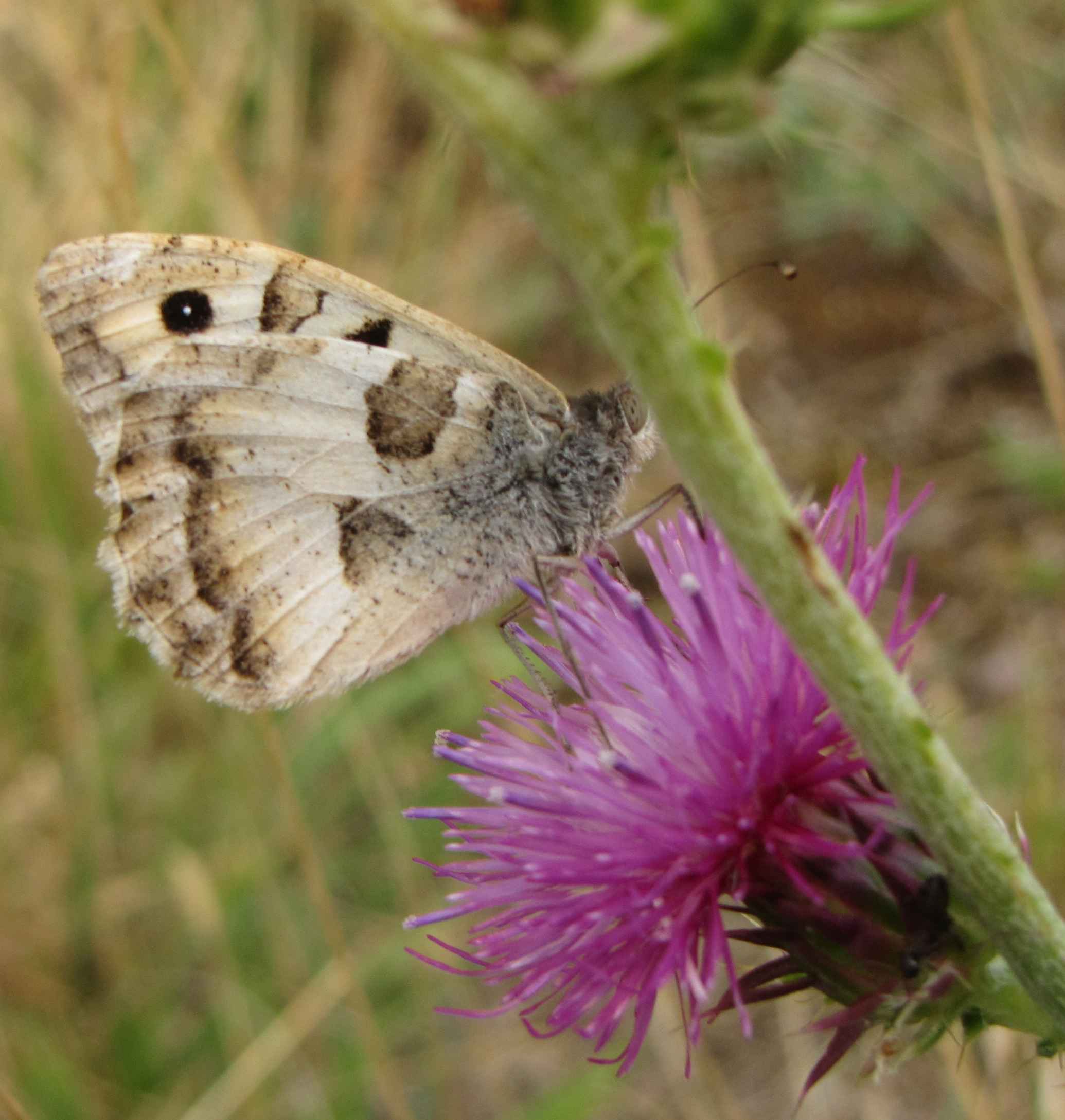 hipparchia marchigiana - Chazara briseis